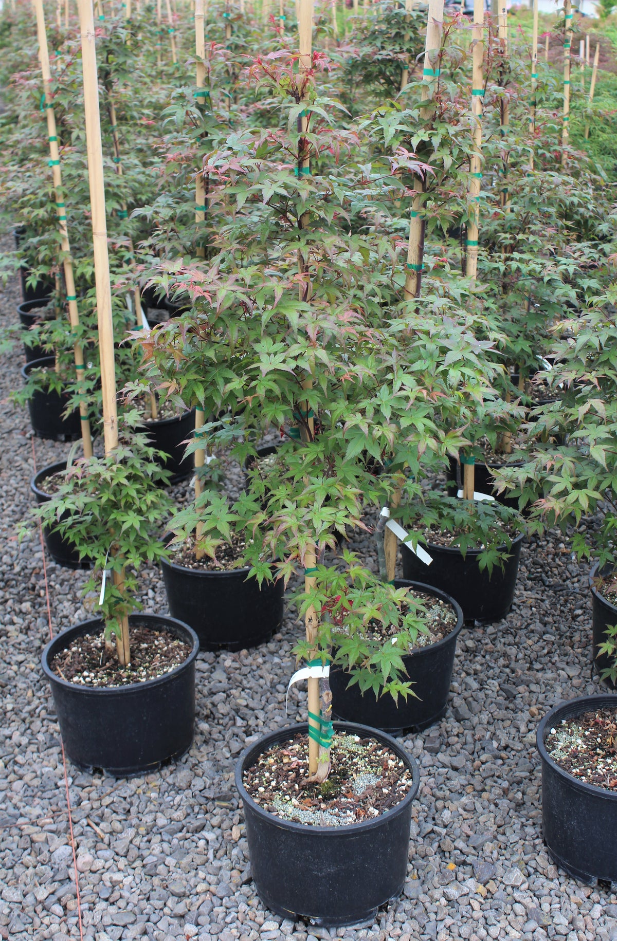Acer palmatum 'Shindeshojo'