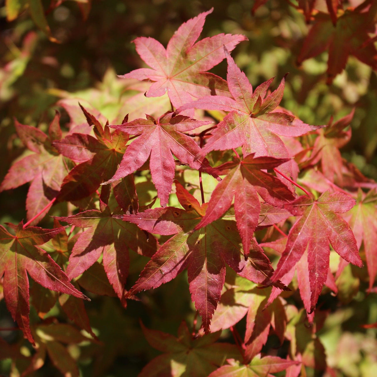 Acer palmatum 'Shindeshojo'