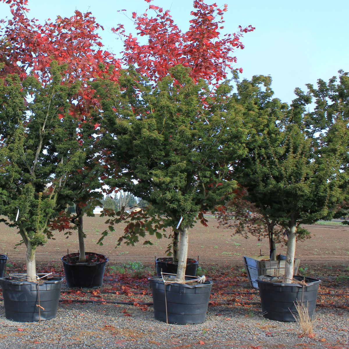 Acer palmatum 'Shishigashira'