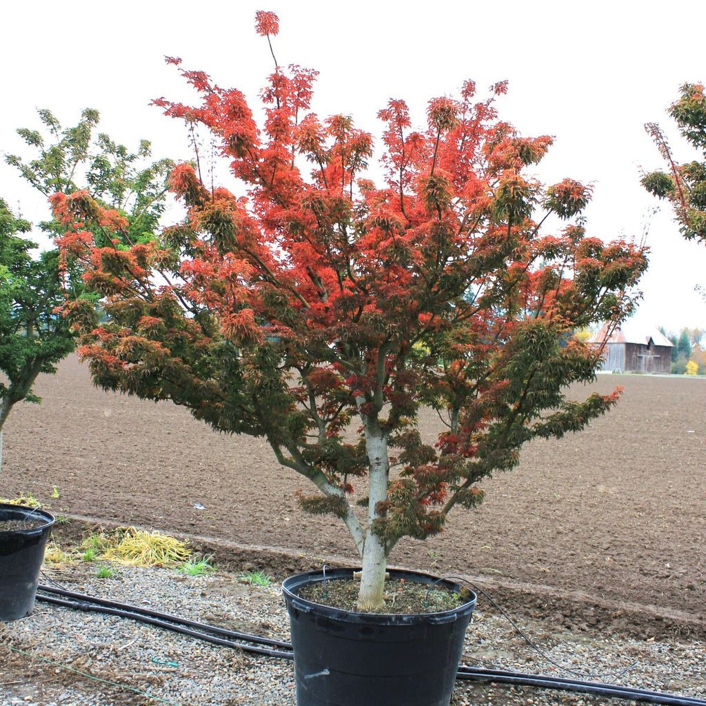 Acer palmatum 'Shishigashira' (CG)