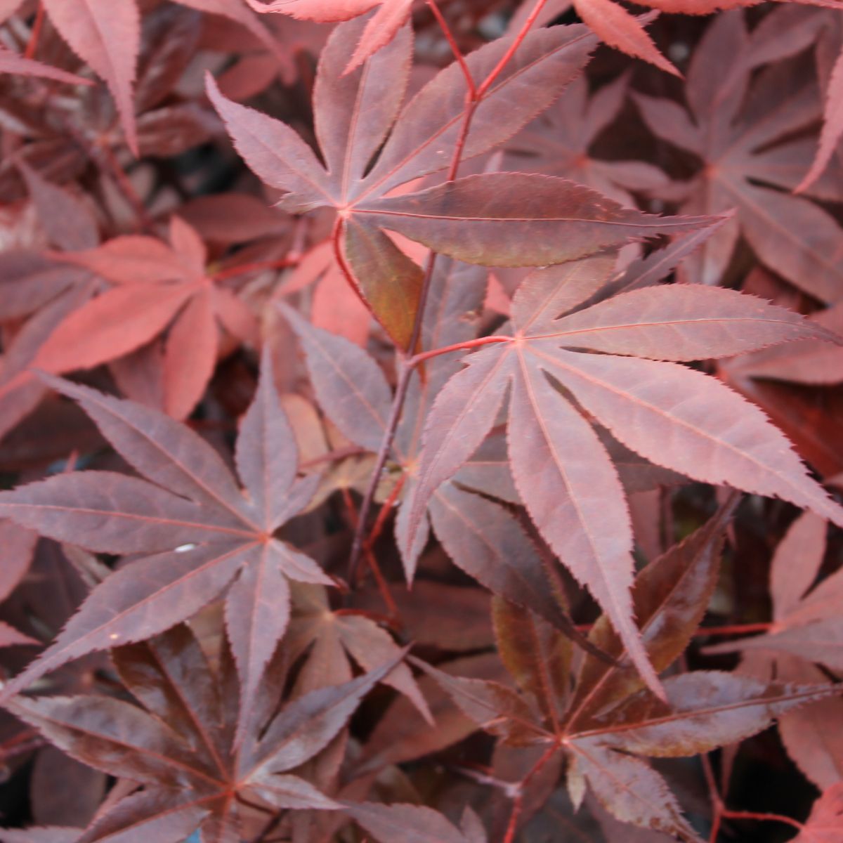 Acer japonicum 'Shojo no mai'