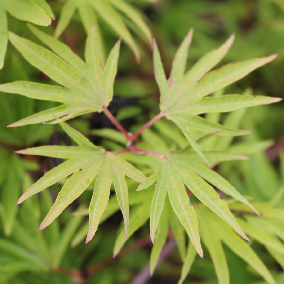 Acer palmatum 'Shoryu no tsume'