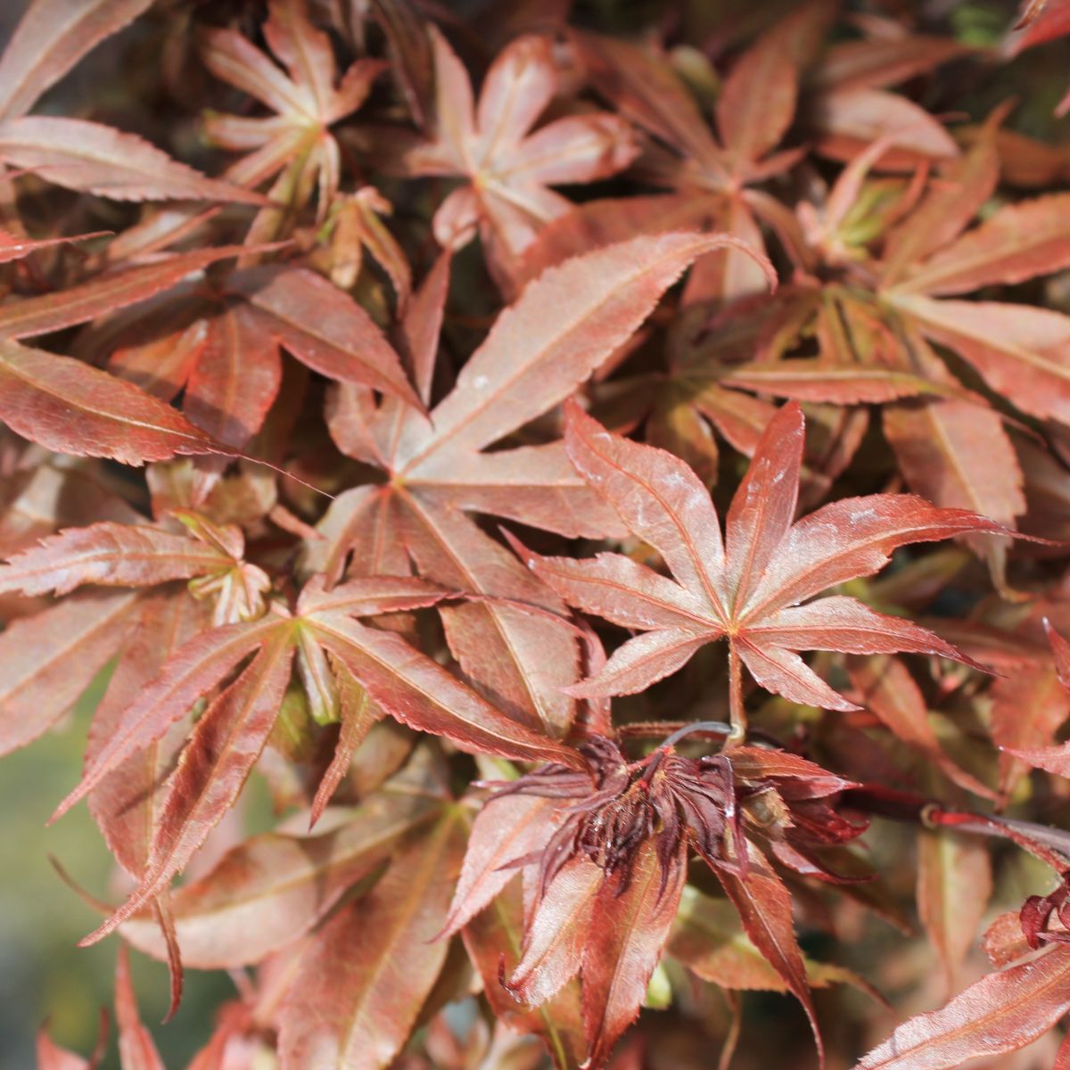 Acer palmatum 'Skeeter's Broom'