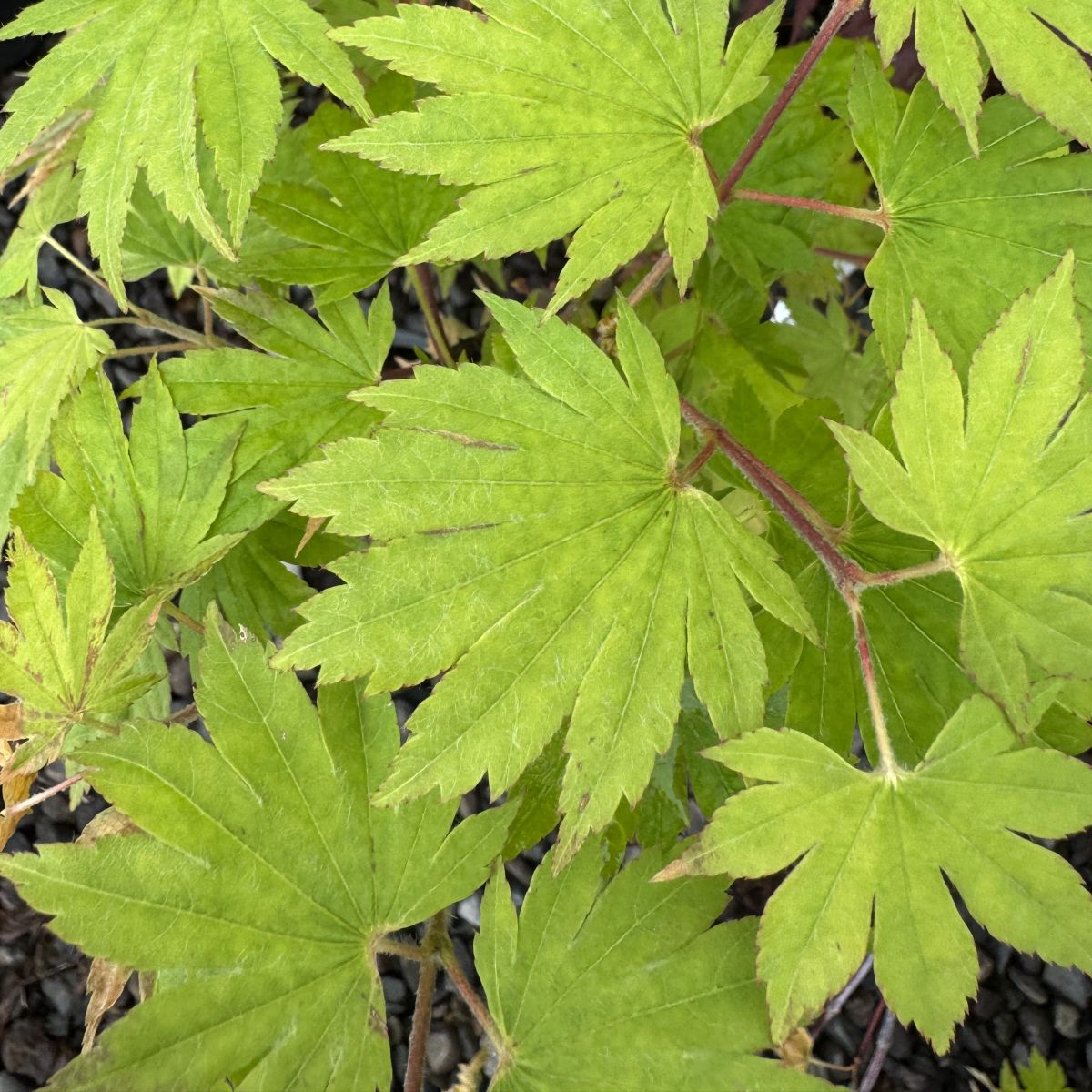 Acer palmatum 'Ski no kegon'