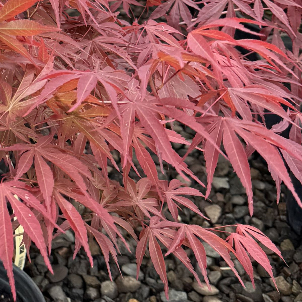 Acer palmatum 'Suminagashi' (CG)