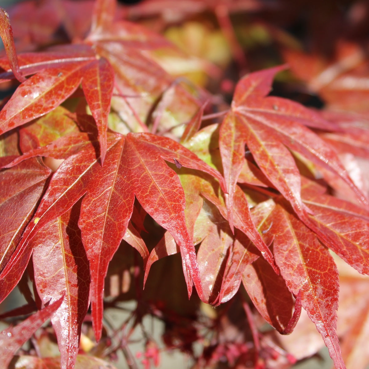 Acer palmatum 'Superbum'