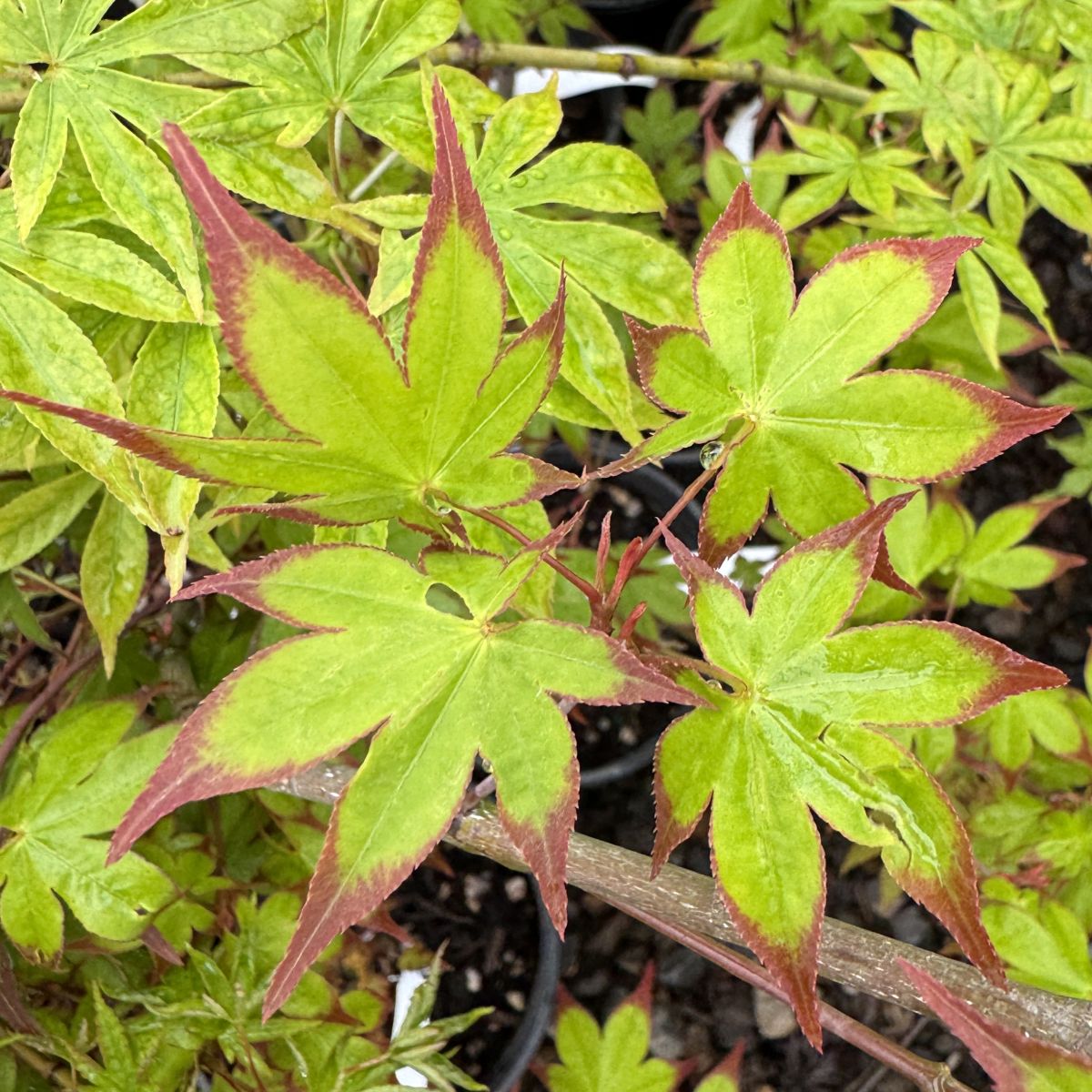 Acer palmatum 'Tana'
