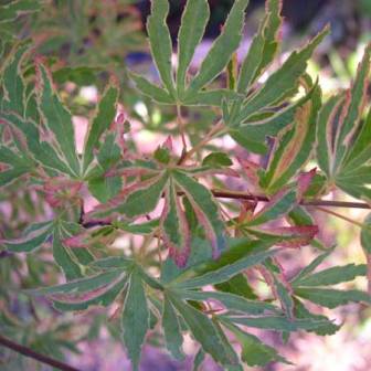 Acer palmatum 'Tennyo no hoshi'