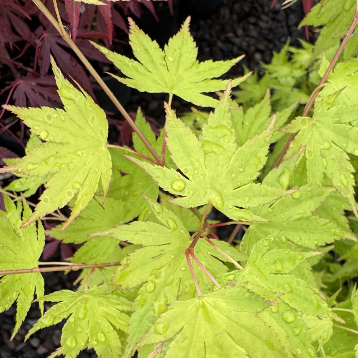 Acer palmatum 'Tobiosho'