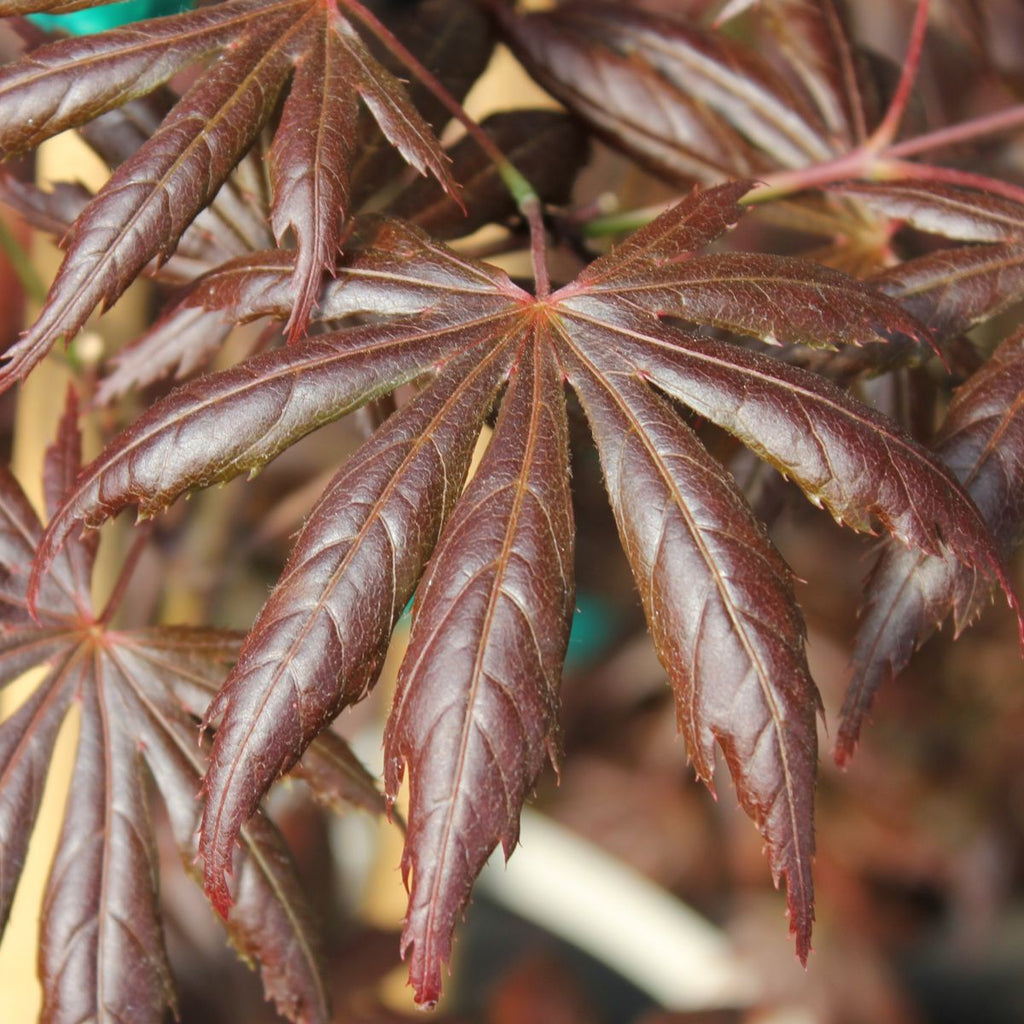 Acer palmatum 'Trompenburg' (CG)