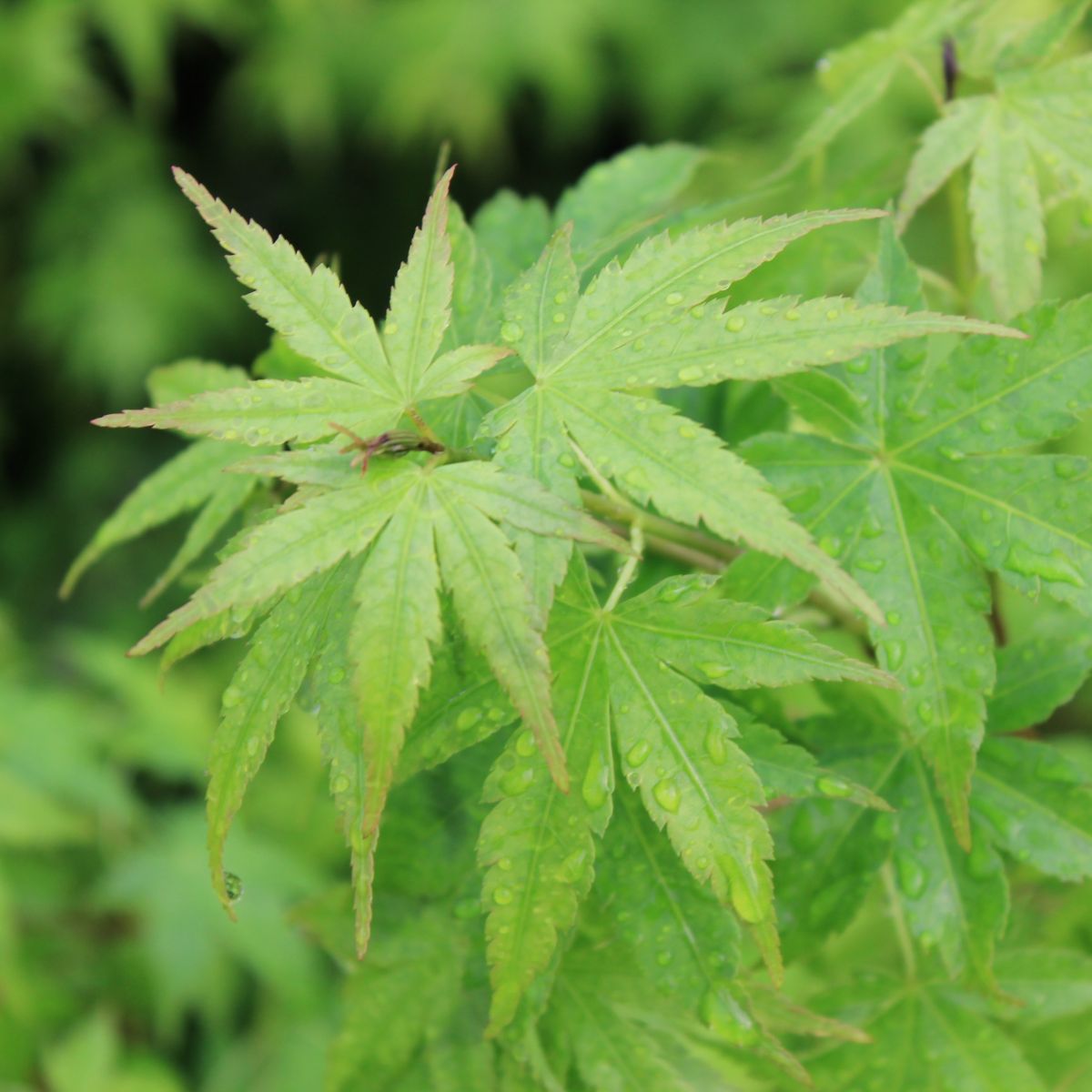 Acer palmatum 'Tsukasa Silhouette'