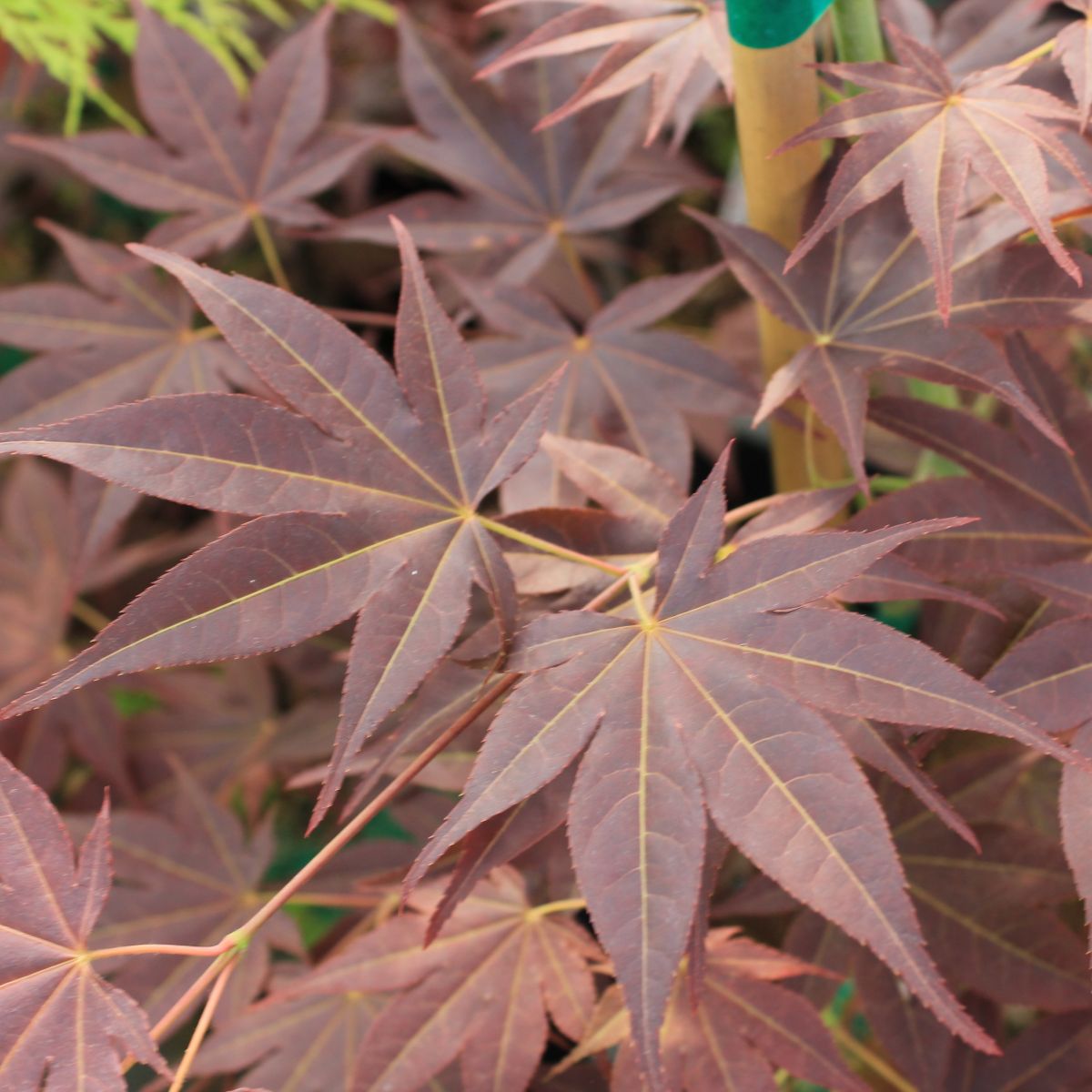 Acer palmatum 'Tsukushigata'