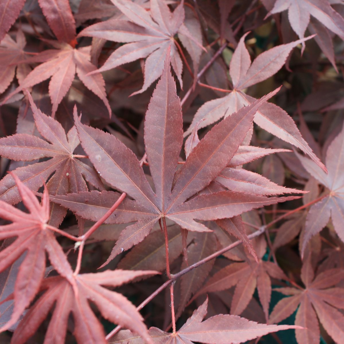 Acer palmatum 'Tsukushigata'
