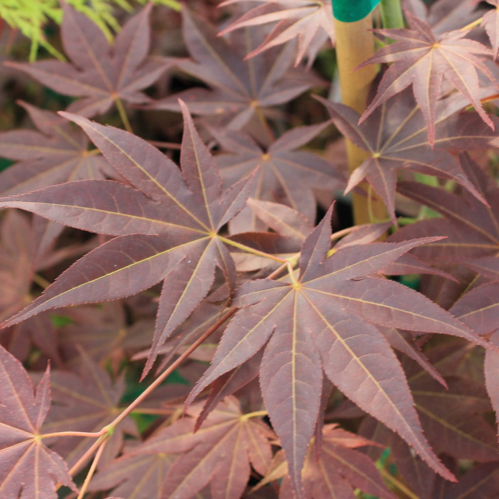 Acer palmatum 'Tsukushigata' (BBP)