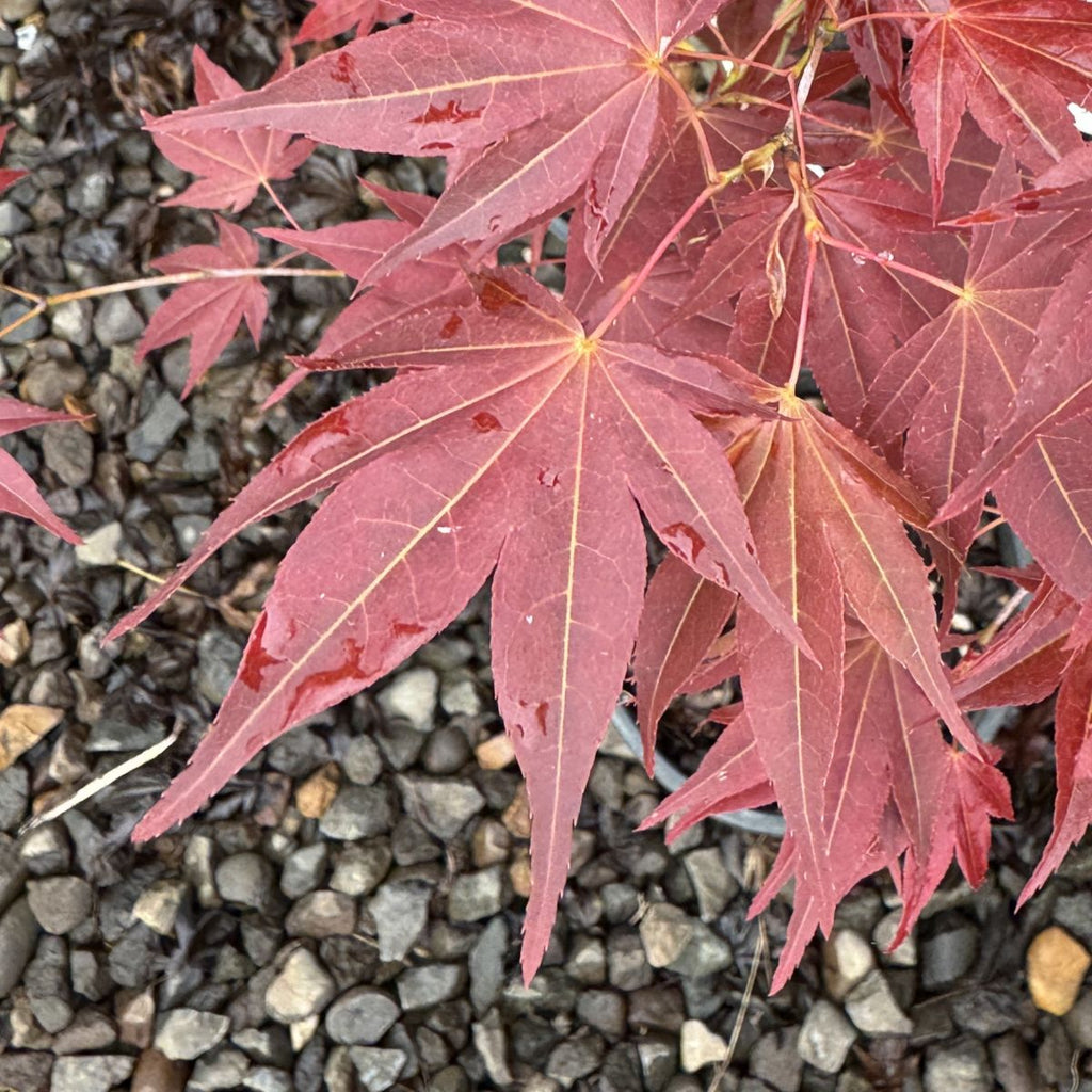 Acer palmatum 'Tsukushigata' (CG)