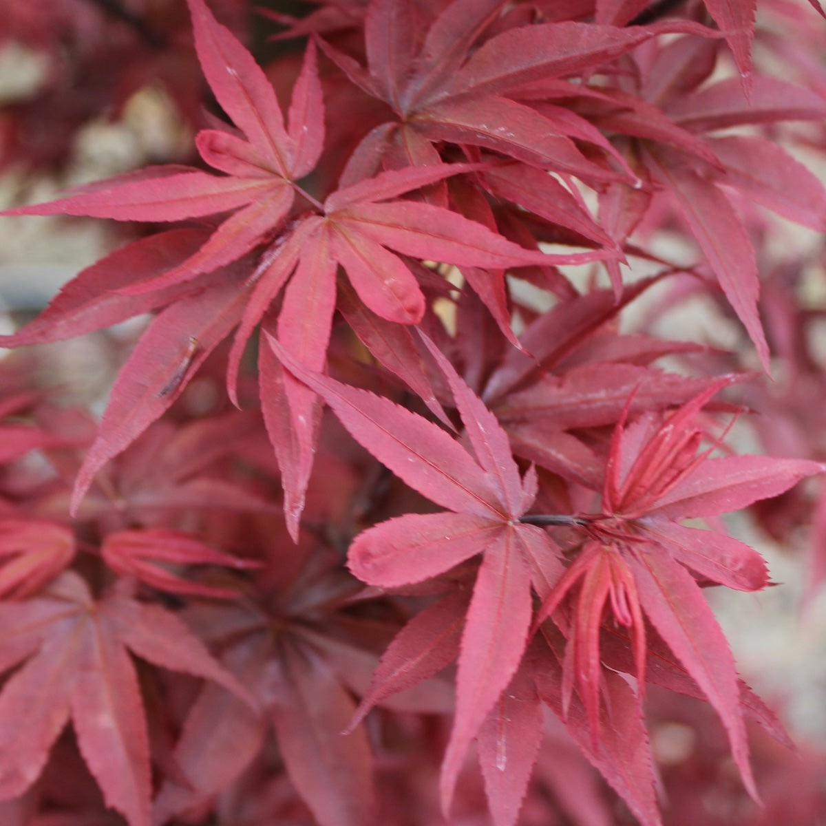 Acer palmatum 'Twombly's Red Sentinel'