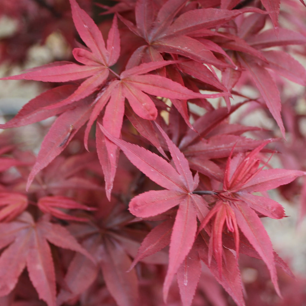 Acer palmatum 'Twombly's Red Sentinel' (BBP)