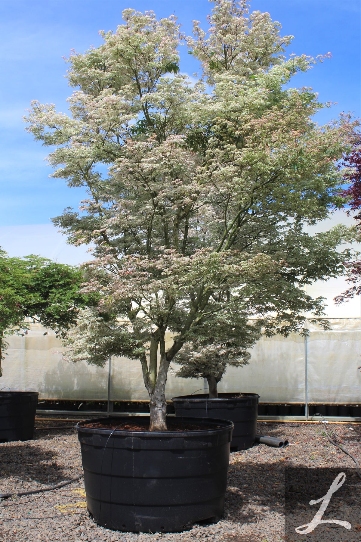 Acer palmatum 'Ukigumo'