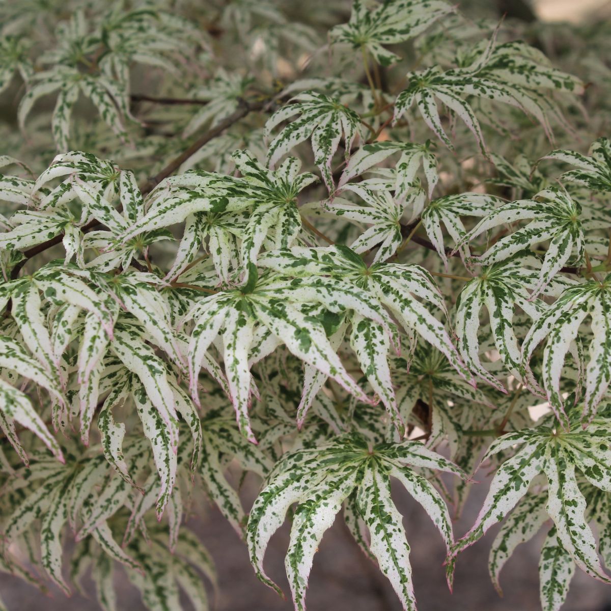 Acer palmatum 'Ukigumo'
