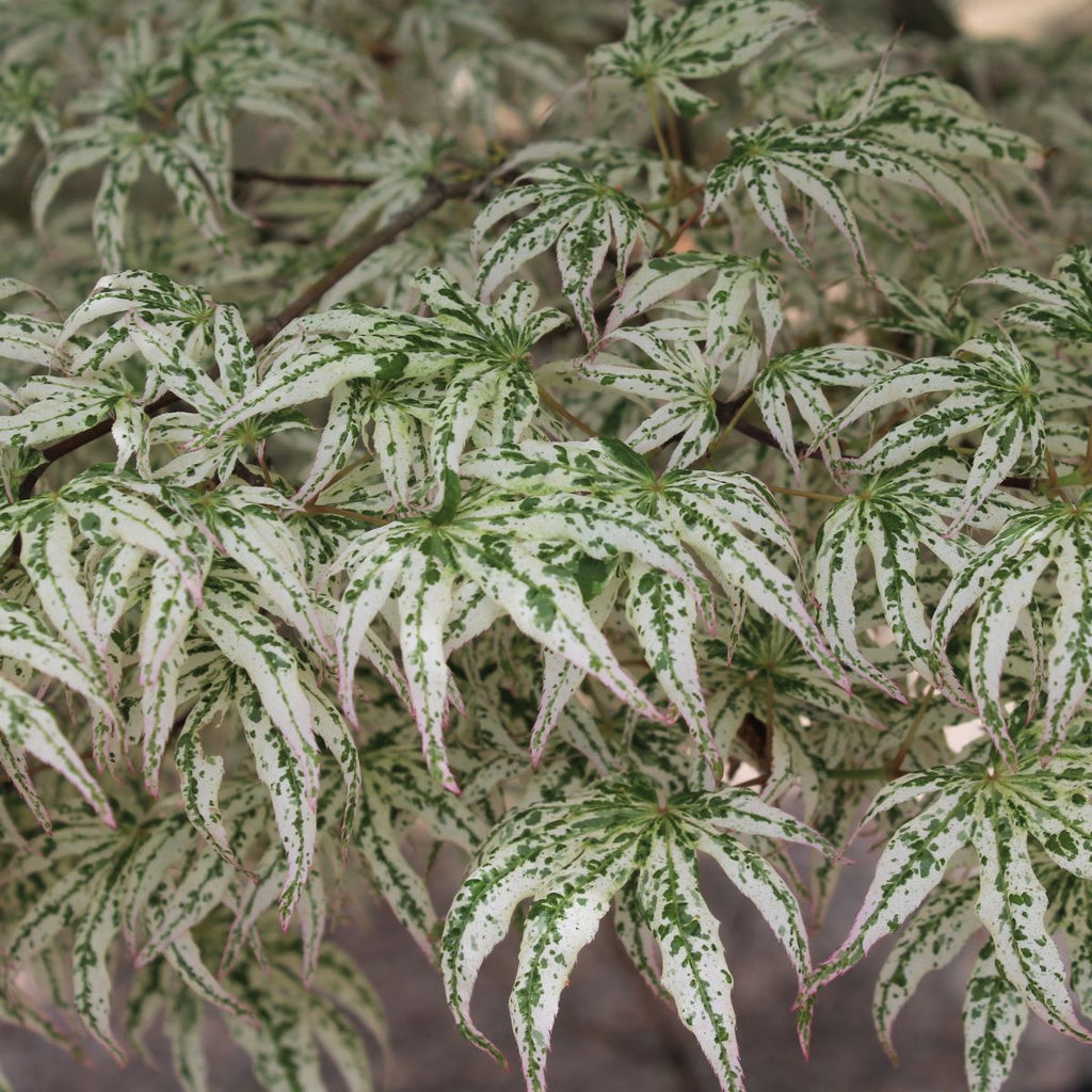 Acer palmatum 'Ukigumo' (BBP)