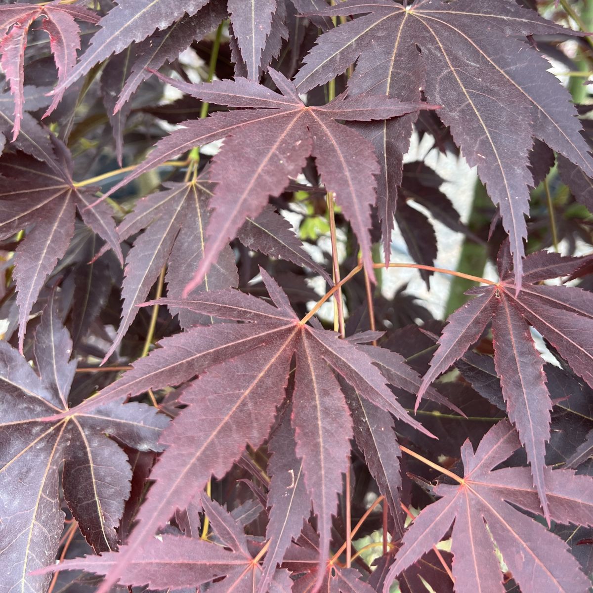 Acer palmatum 'Umegae'