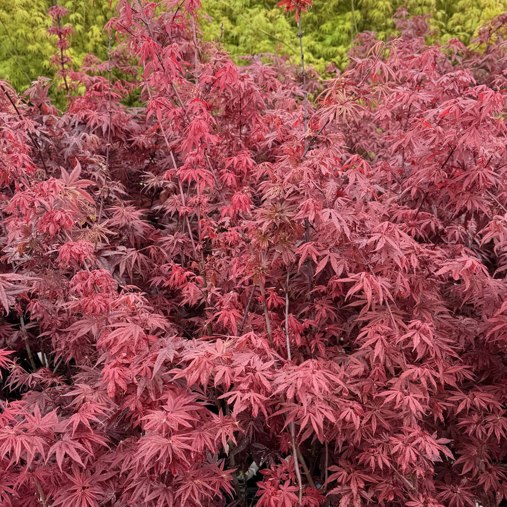 Acer palmatum 'W.C.R' (CG)