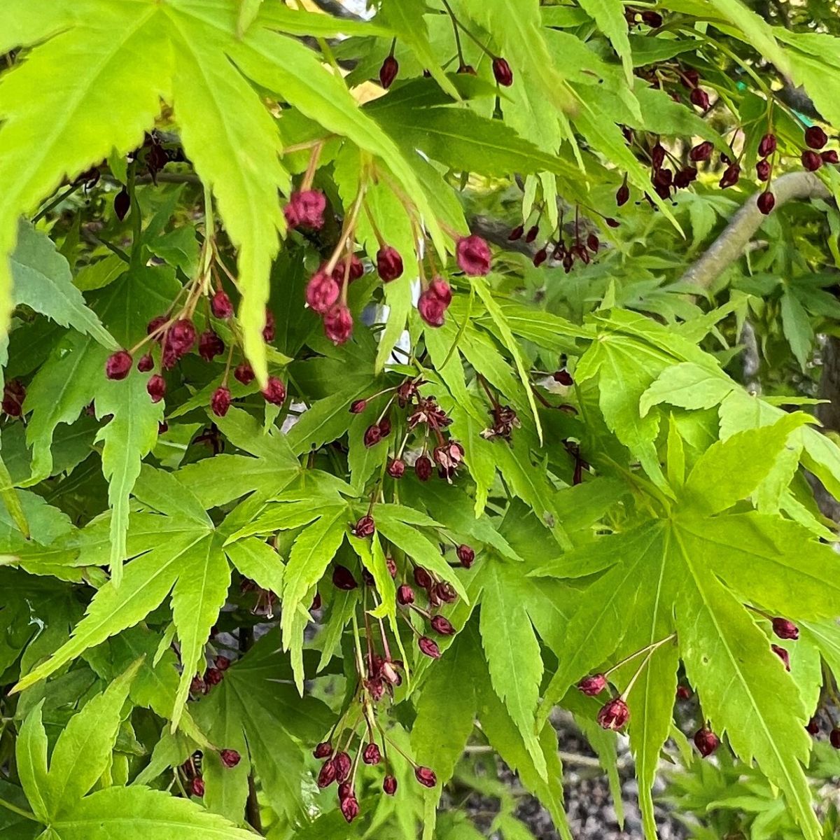 Acer palmatum 'Werner's Pagoda'