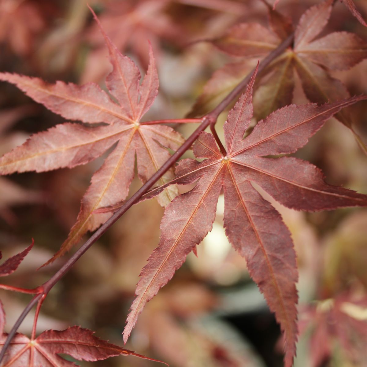 Acer palmatum 'White Sock'
