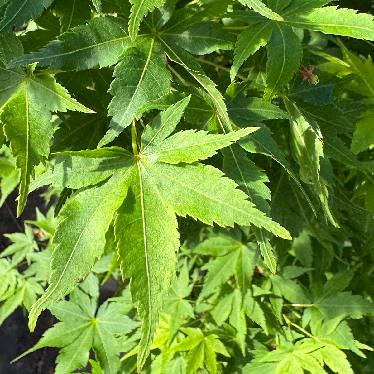 Acer palmatum 'Winter Flame' (Dwarf)