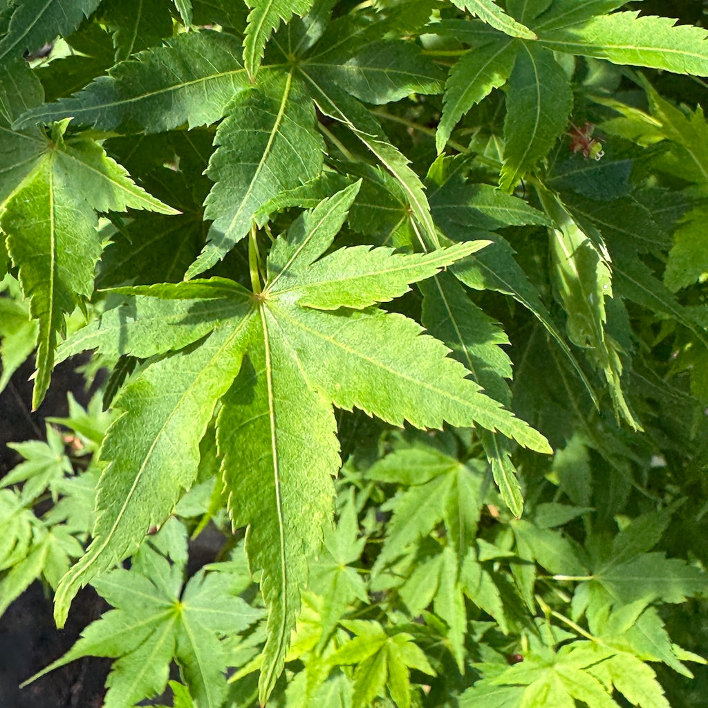 Acer palmatum 'Winter Flame' (DWARF) (CG)