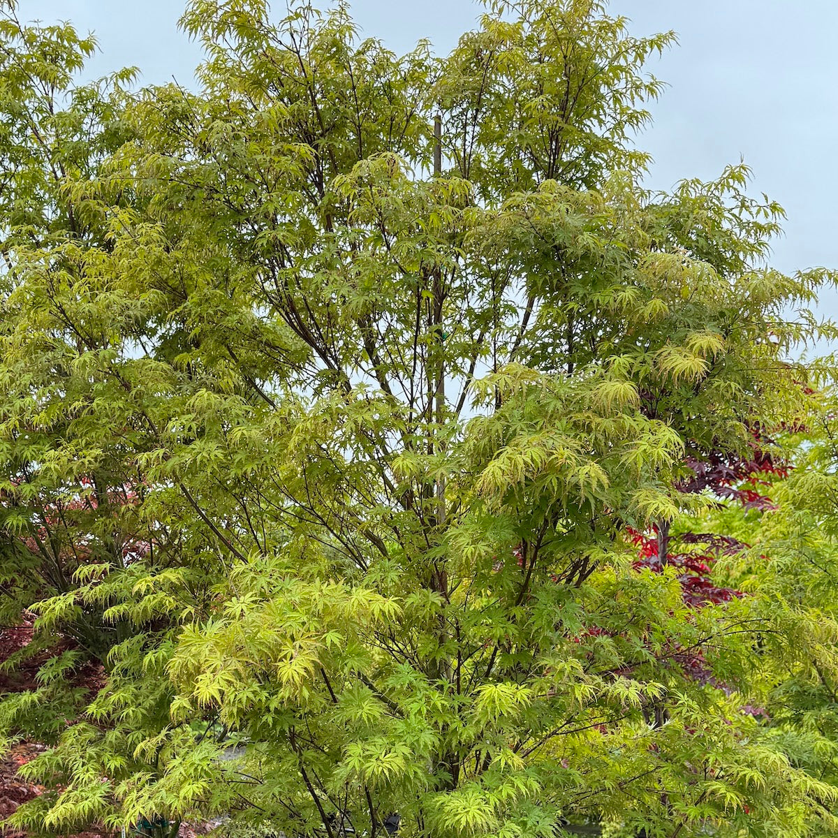 Acer palmatum 'Wou nishiki'