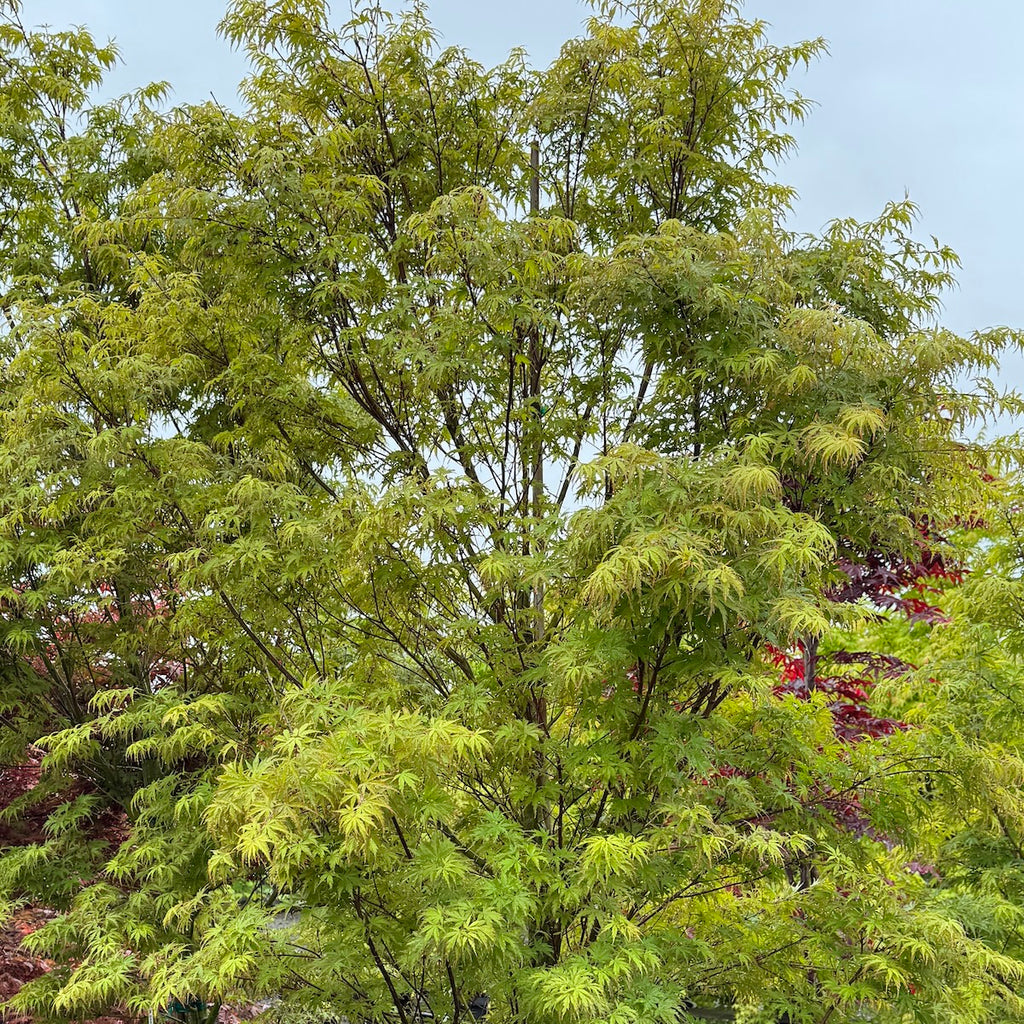 Acer palmatum 'Wou nishiki' (CG)