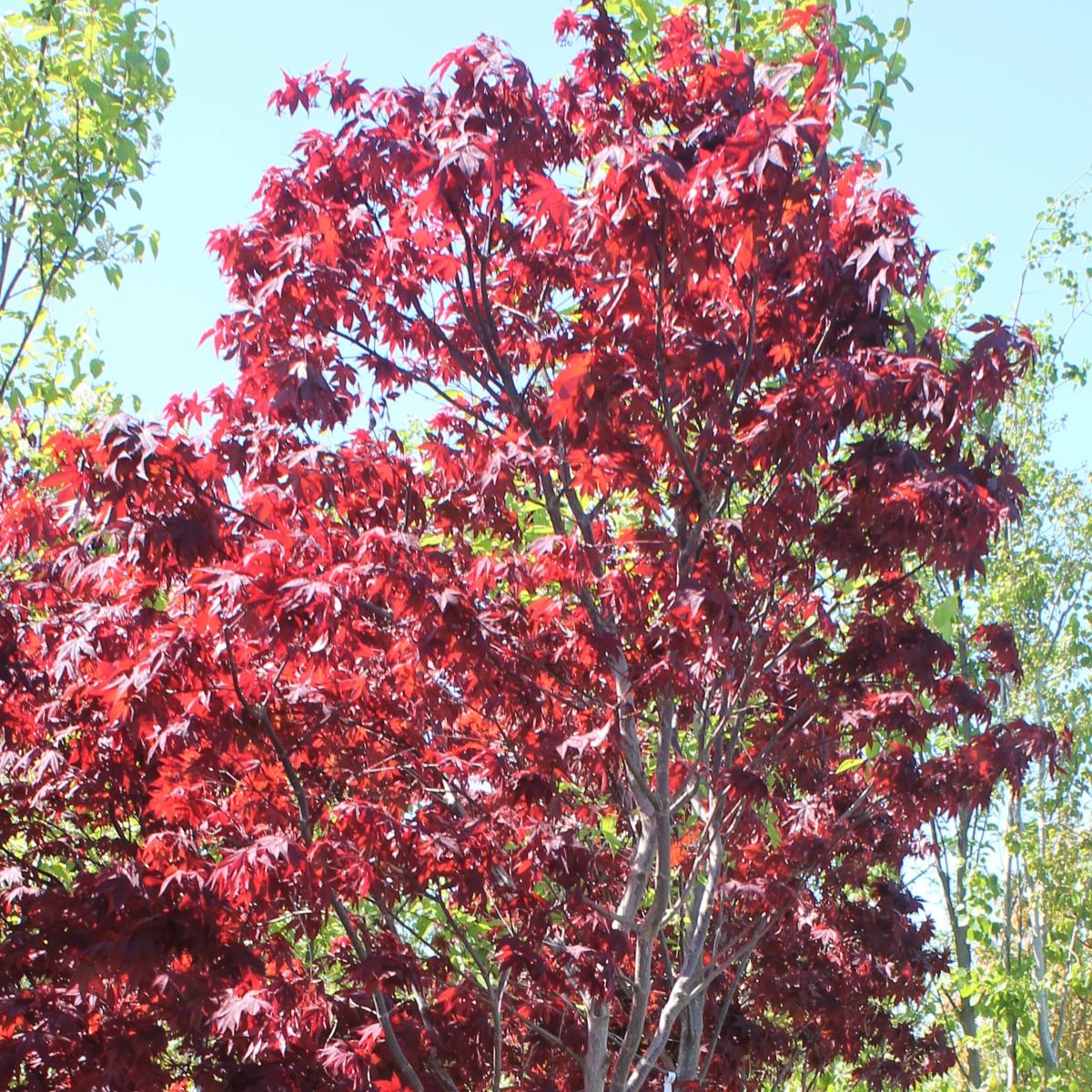 Acer palmatum 'Yubae'