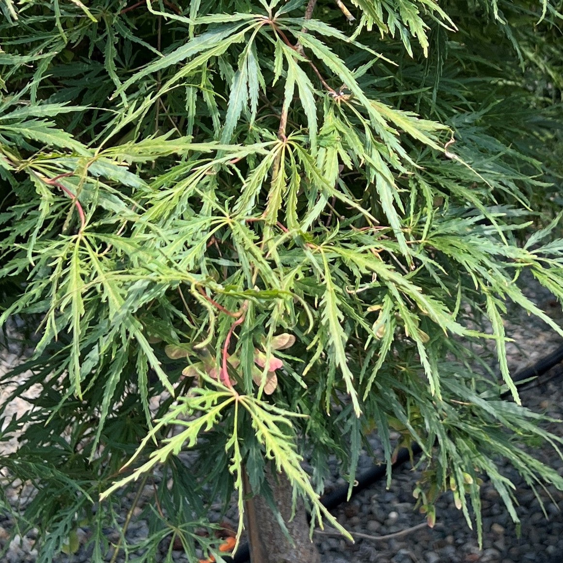 Acer pd. 'Autumn Fire'