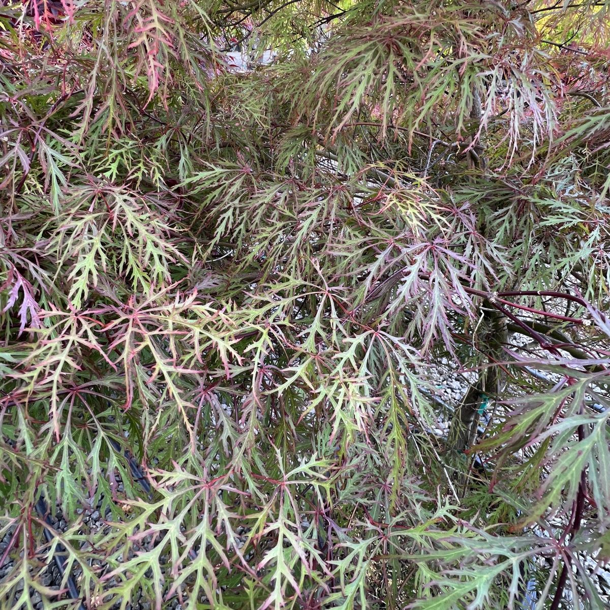 Acer pd. 'Beni shidare'