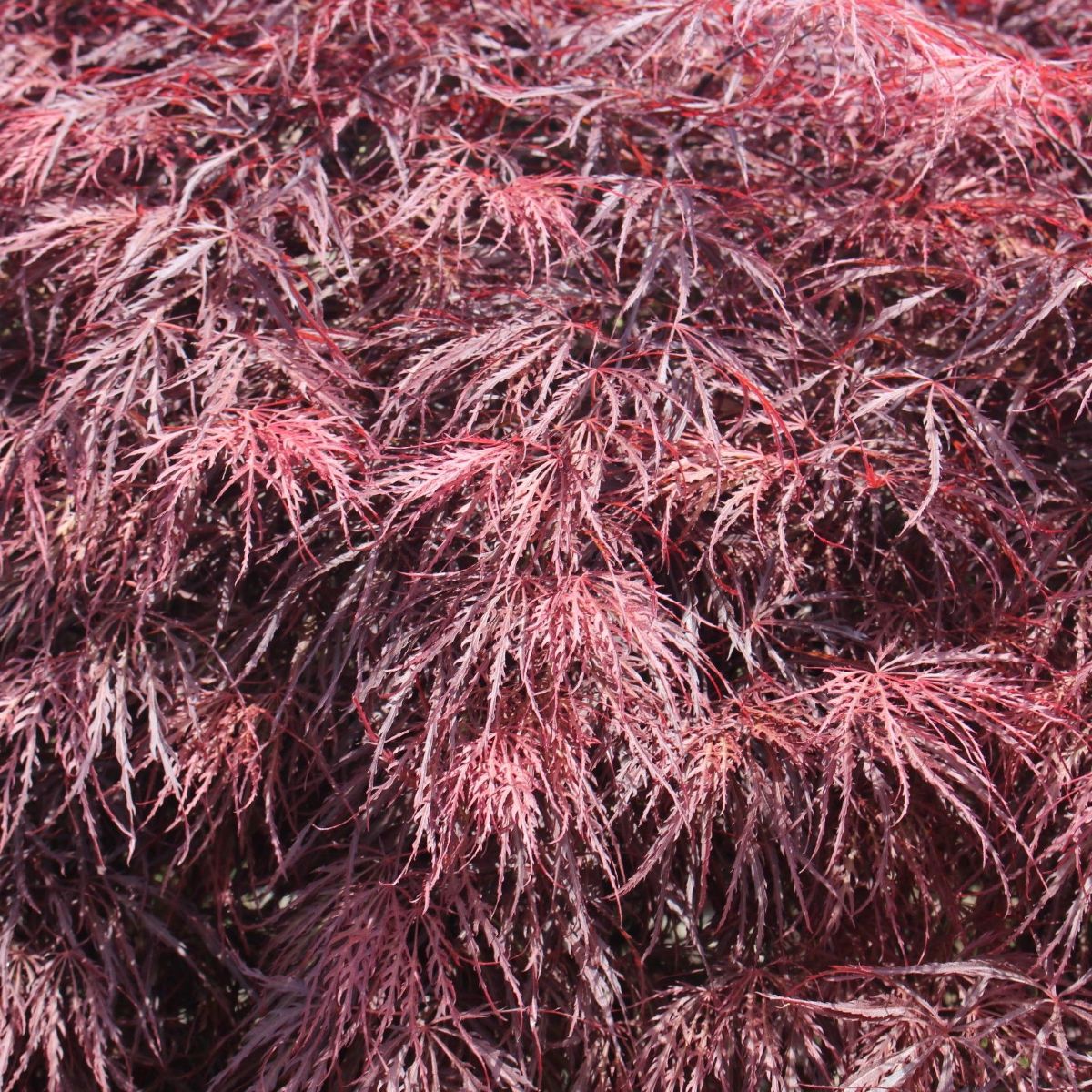Acer pd. 'Crimson Queen'