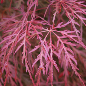 Acer pd. 'Crimson Queen' 2X (BBP)