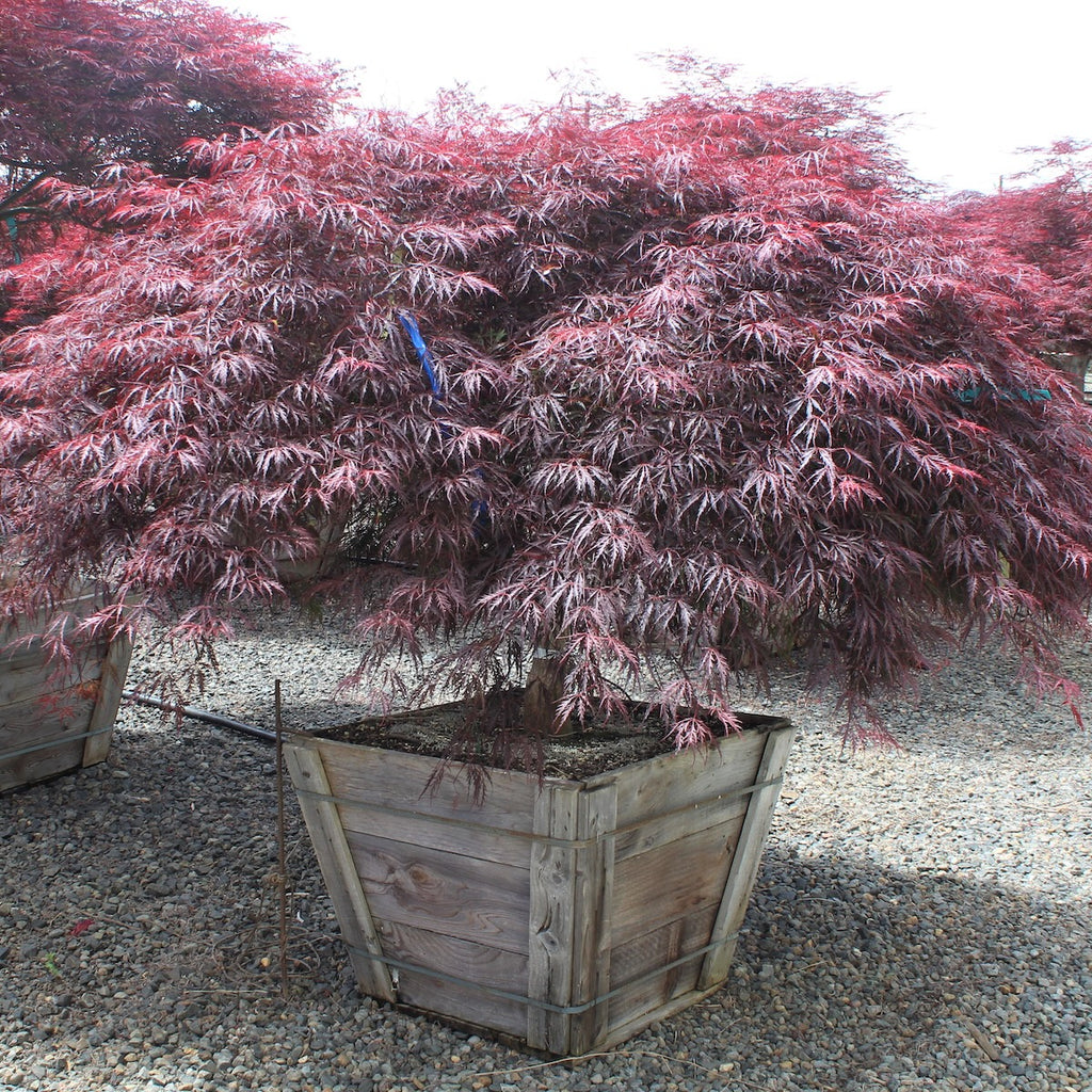 Acer pd. 'Crimson Queen' 2X (BBP)