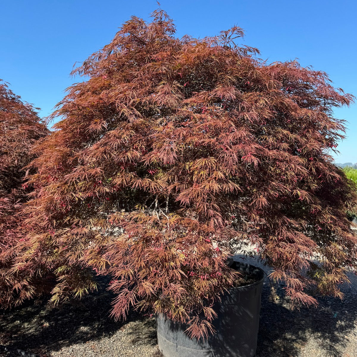 Acer pd. 'Crimson Queen', 3X