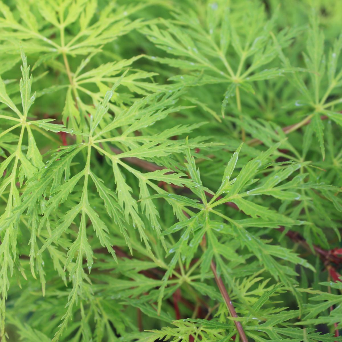 Acer pd. 'Emerald Lace'