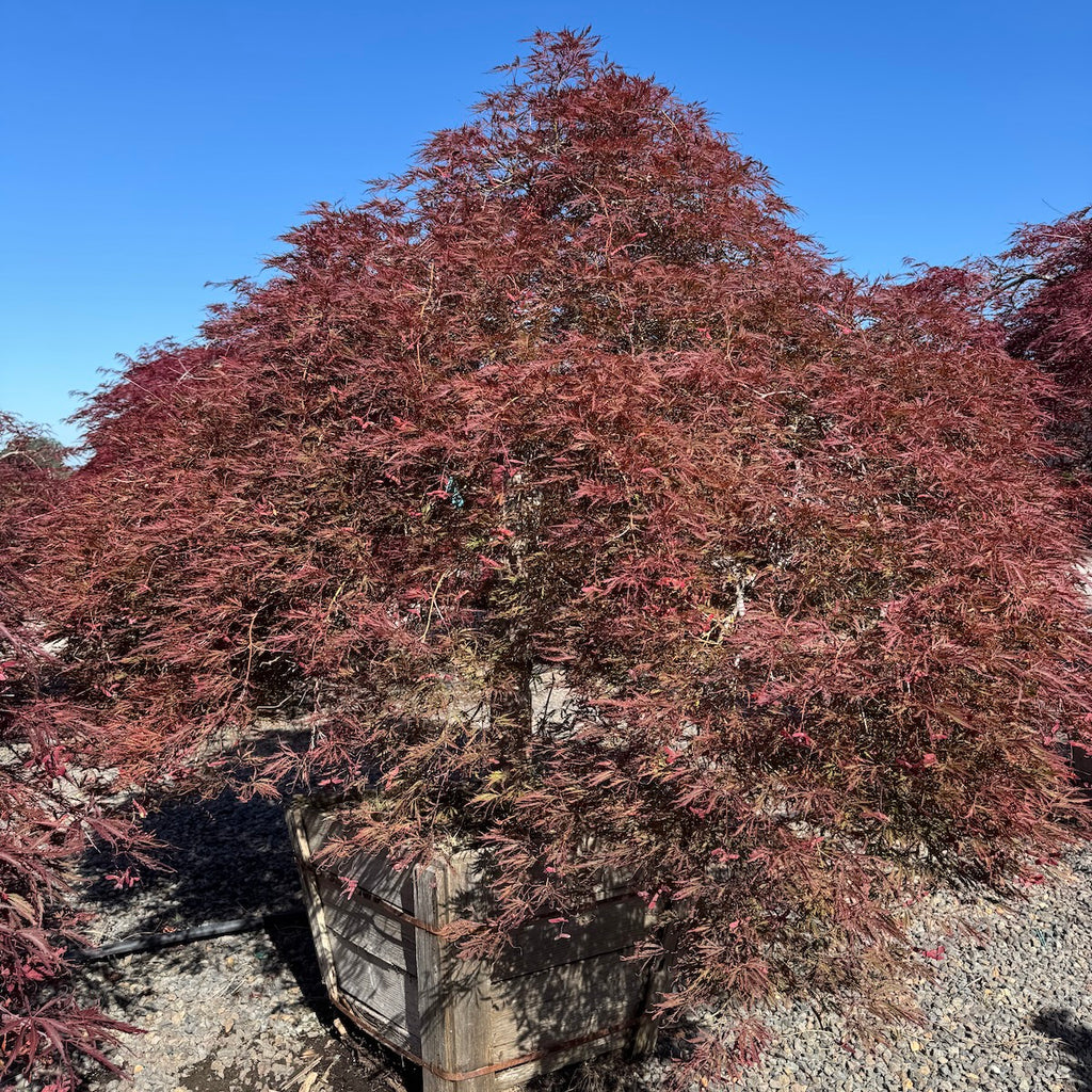 Acer pd. 'Red Select', 3X (BBP)