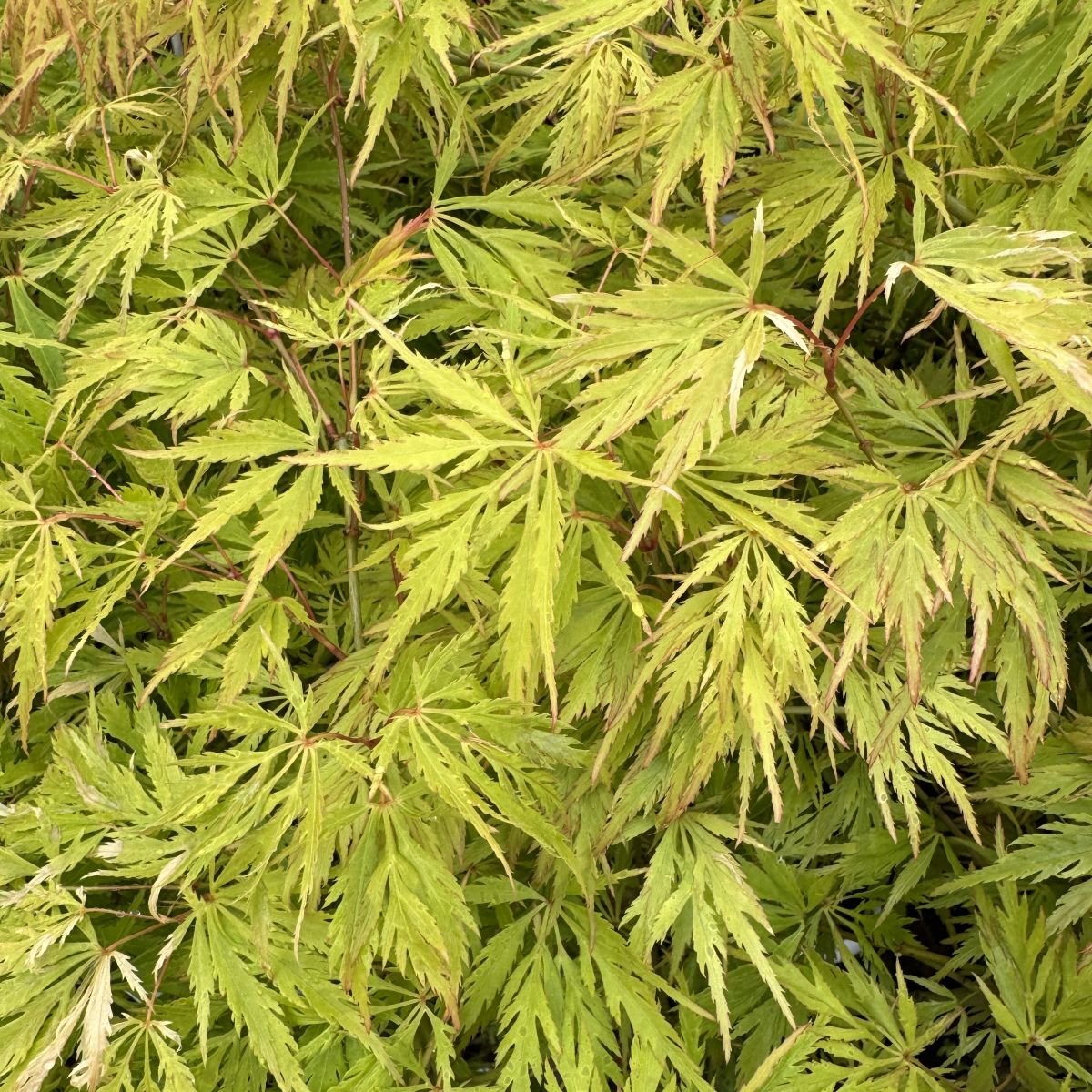 Acer pd. 'Flavescens'