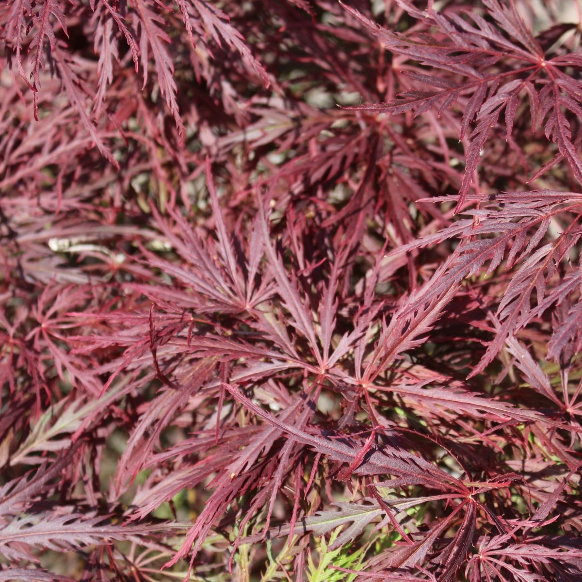 Acer pd. 'Garnet'