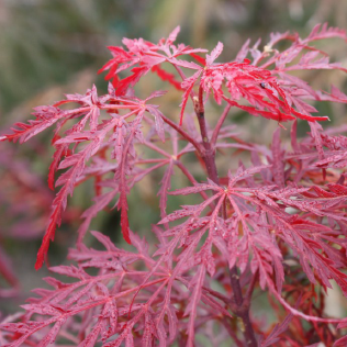 Acer pd. 'Garnet' (CG)