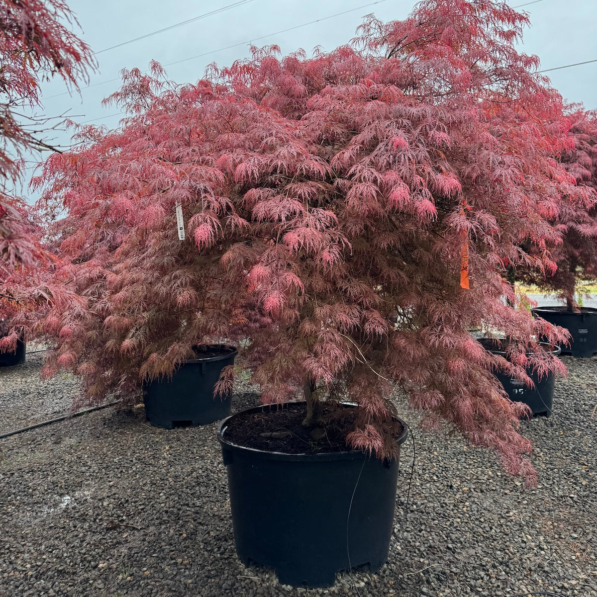 Acer pd. 'Garnet', 2X