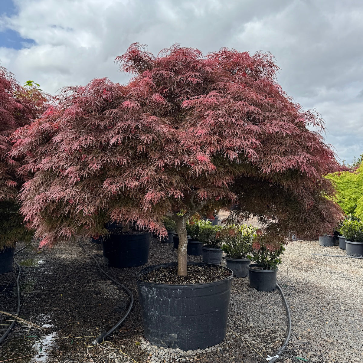 Acer pd. 'Garnet', 3X