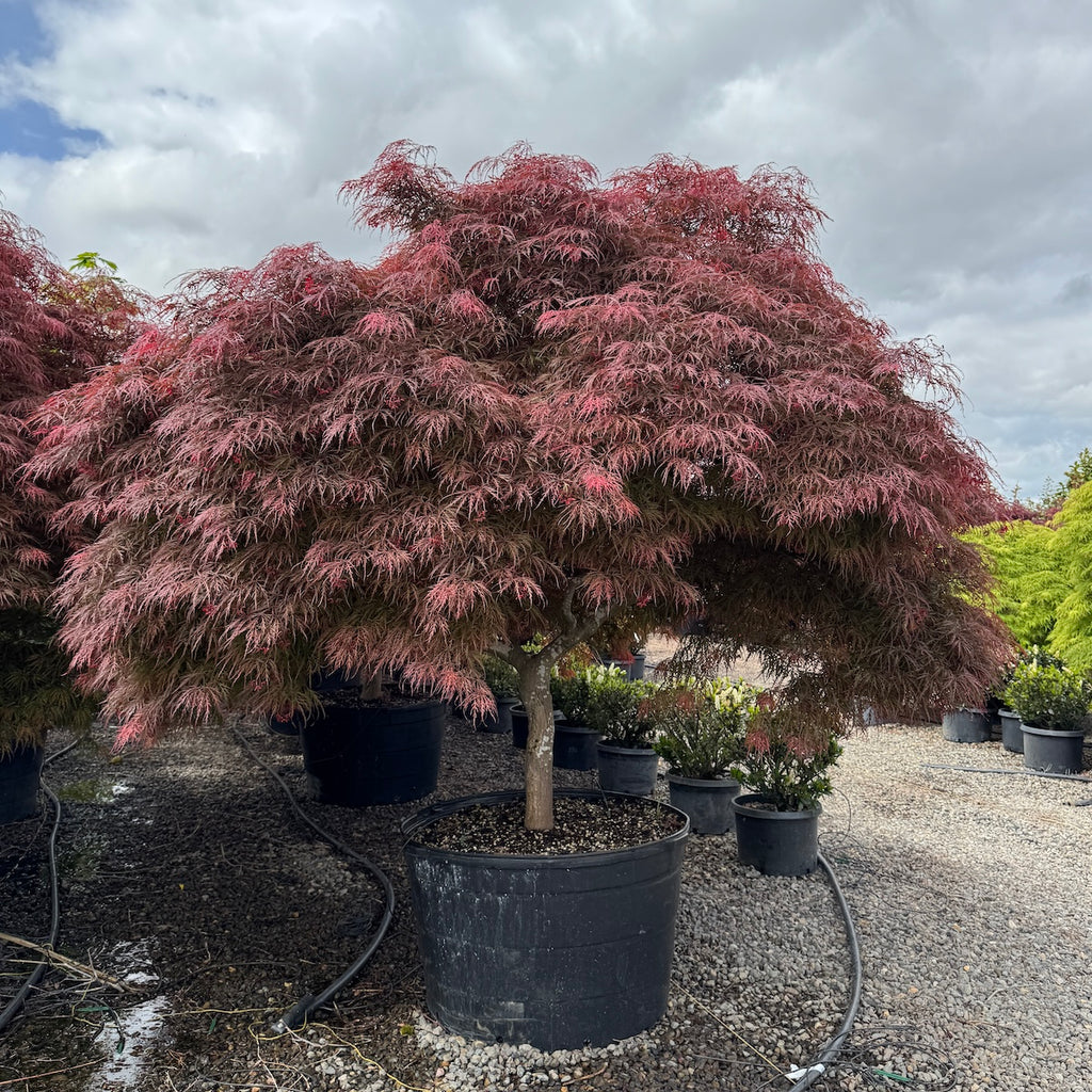 Acer pd. 'Garnet'