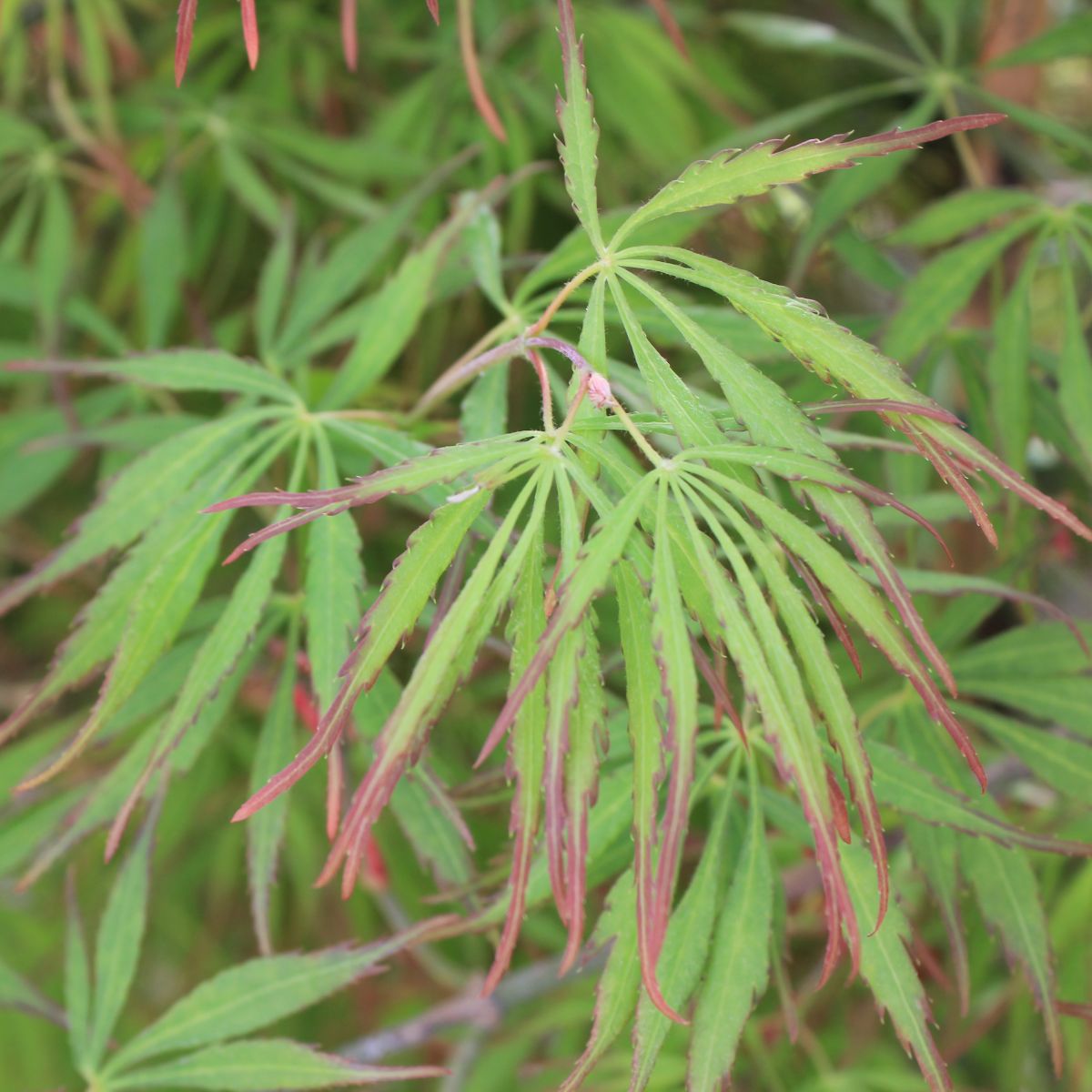 Acer pd. 'Green Hornet'