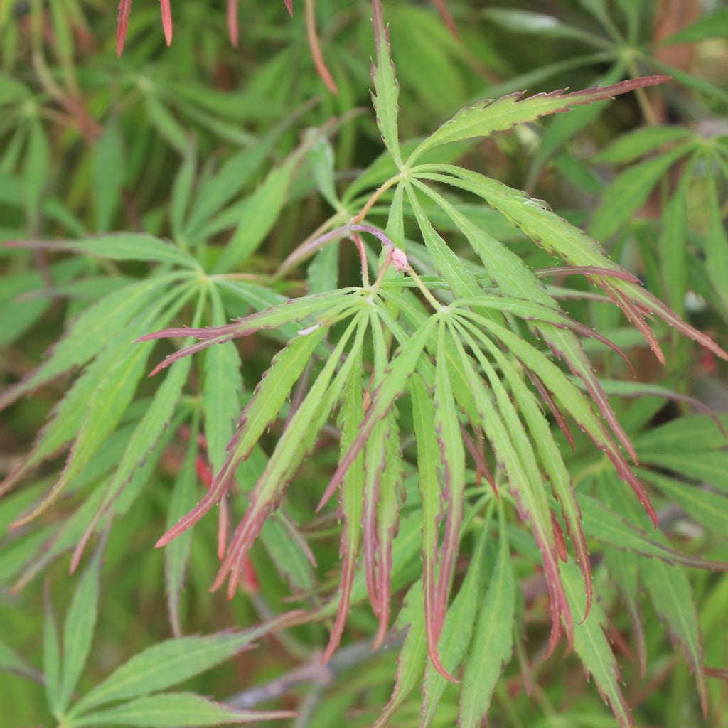 Acer pd. 'Green Hornet' (CG)