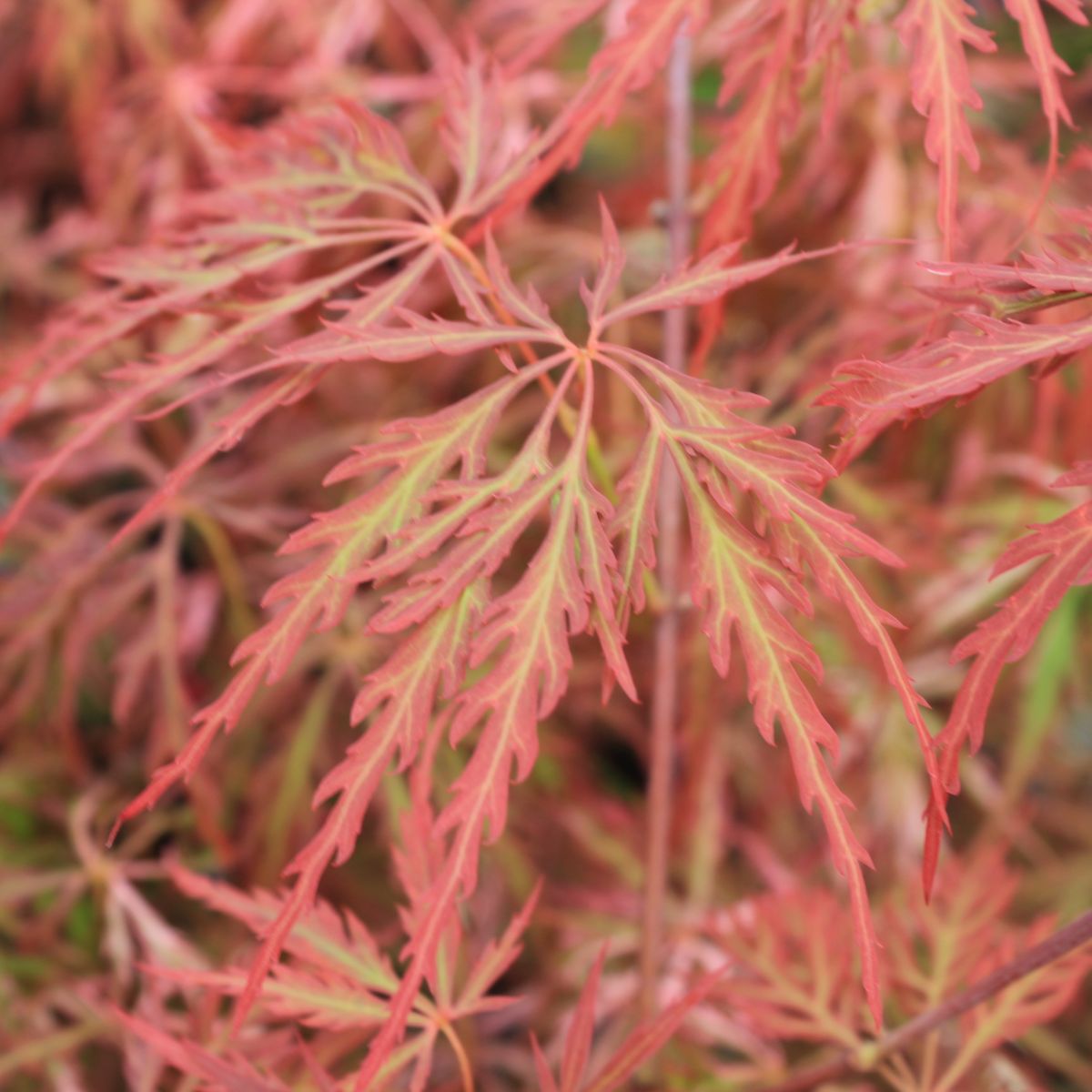 Acer pd. 'Hana matoi'